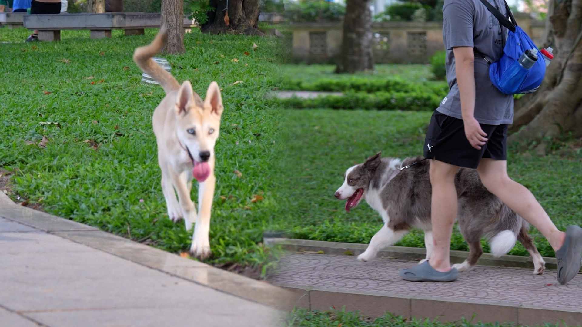 Stray dogs without muzzles in parks raise concerns about rabies risk