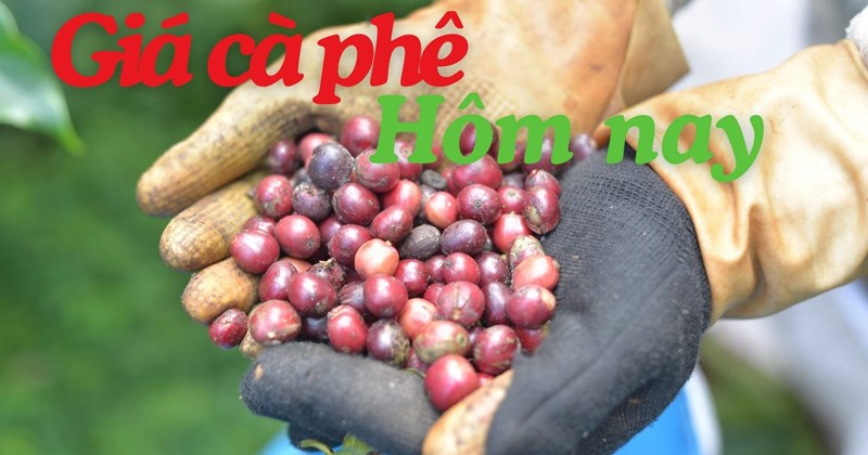Giá cà phê 13/5: Áp lực tỷ giá đẩy giá đi xuống