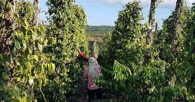 Giá tiêu ngày 13/5: Xu hướng trái chiều