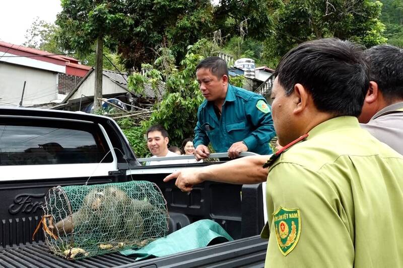 Lực lượng chức năng bắt giữ an toàn một cá thể khỉ hoang dã xuất hiện trong khu dân cư, tổ 8, phường Tô Hiệu. Ảnh: Trung tâm DVTH phường Tô Hiệu