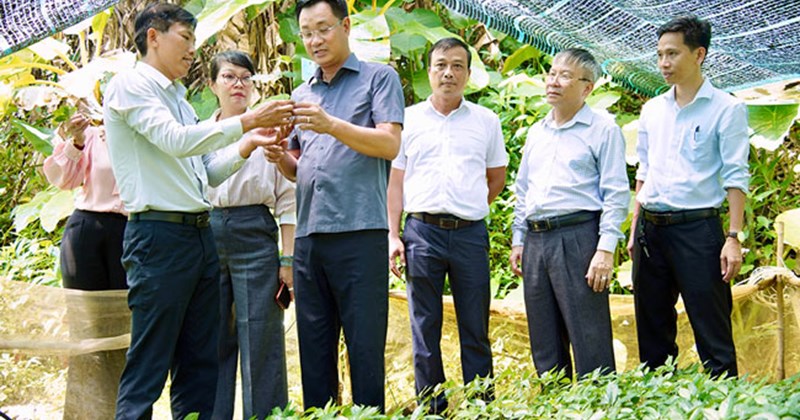 Đà Nẵng phát triển sâm Ngọc Linh gắn với bảo vệ rừng