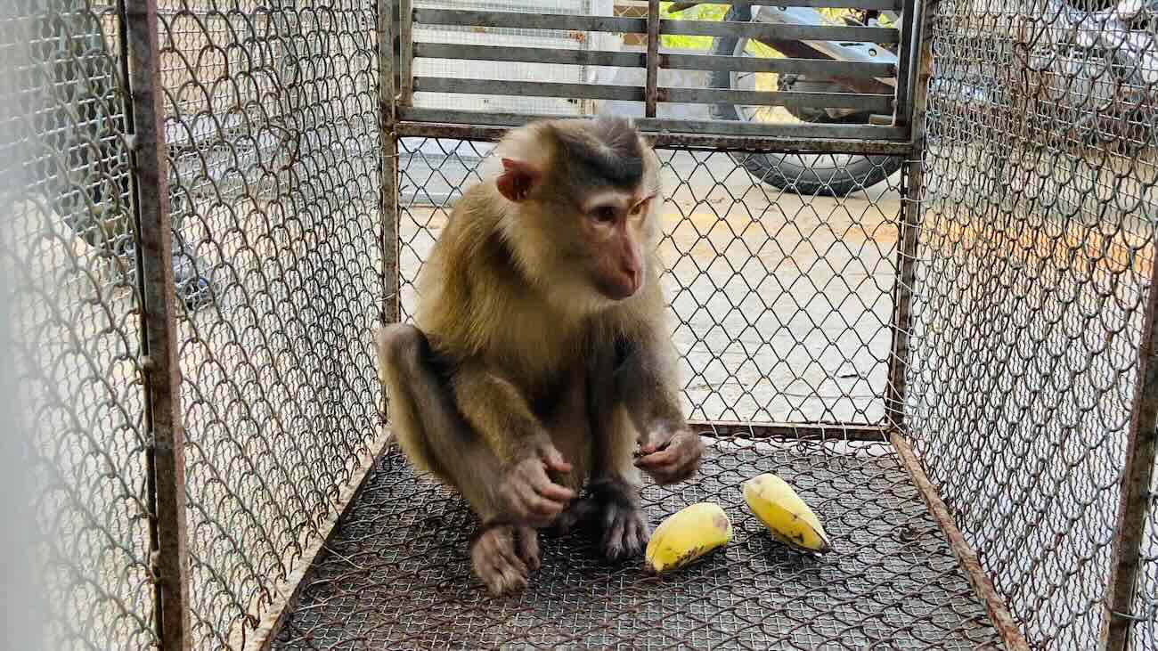Rare pig-tailed macaque individual handed over to functional forces. Photo: Tuyen Hoa Commune People's Committee