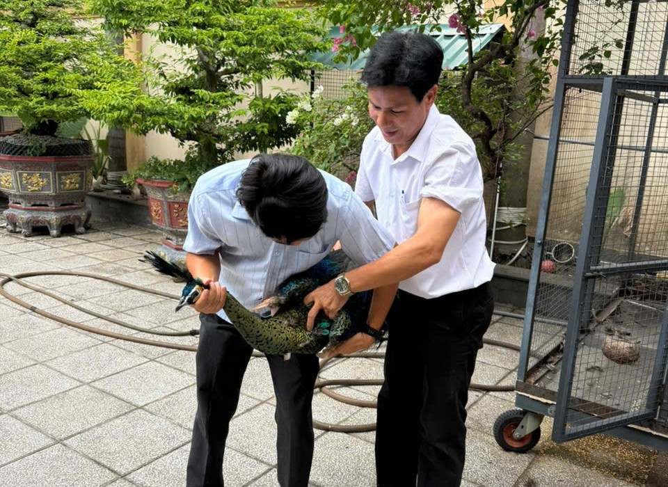 Cá thể chim công xanh Việt Nam. Ảnh: Cơ quan chức năng cung cấp