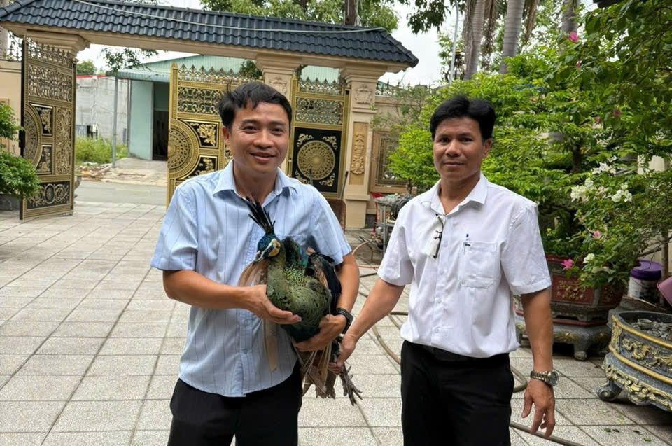 Rare bird discovered passing in front of a resident's house in Bau Bang commune, Ho Chi Minh City. Photo: Provided by functional agencies