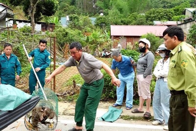 Lực lượng chức năng bắt giữ thành công cá thể khỉ hoang “quậy phá” giữa lòng đô thị ở Sơn La. Ảnh: Trung tâm DVTH phường Tô Hiệu.