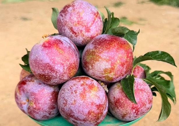 Plums are said to have many nutrients good for health. Photo: Kieu Vu