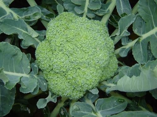 Broccoli is a vegetable that can help control blood sugar when processed properly. Photo: Kieu Vu