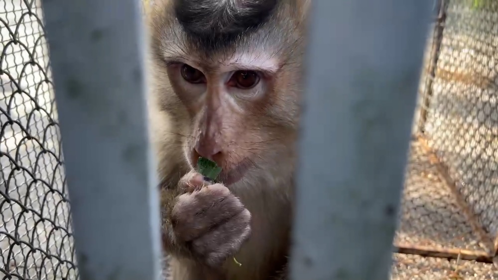 Rare pig-tailed macaque handed over by people to forest rangers. Photo: Tuyen Hoa Commune People's Committee