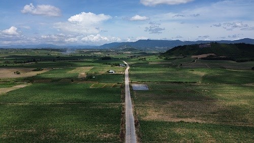 Không chỉ cà phê, Gia Lai là mảnh đất trồng mía đường quy mô lớn trên cả nước. Ảnh: Thanh Tuấn 