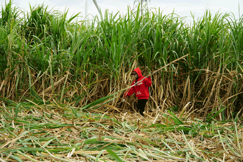 Early sugarcane harvesting of people will stabilize life and long-term income. Photo: Thanh Tuan