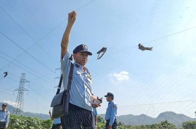 Khánh Hòa lập tổ liên ngành, ngăn chặn nạn săn bắt chim yến trái phép