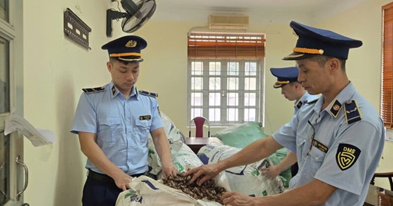 Lạng Sơn: Tạm giữ 80kg xác ve sầu, bài học đắt giá về "lâm sản