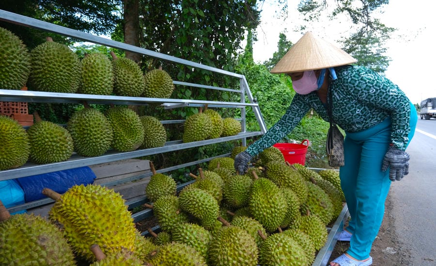 Retail durian prices in the Mekong Delta are currently low. Photo: Phong Linh