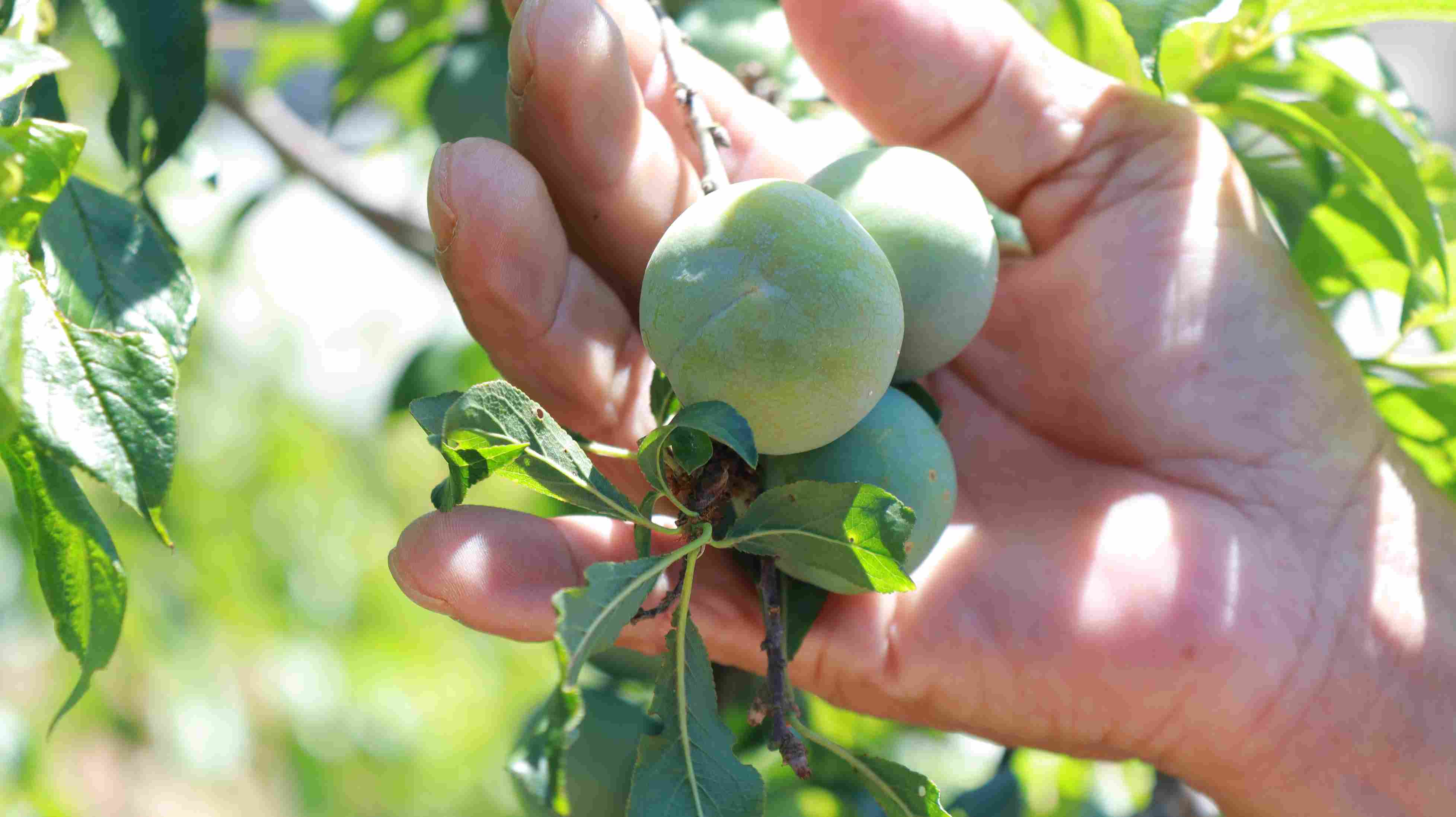 Mận tam hoa được gia đình ông Phú trồng tại khu vực 