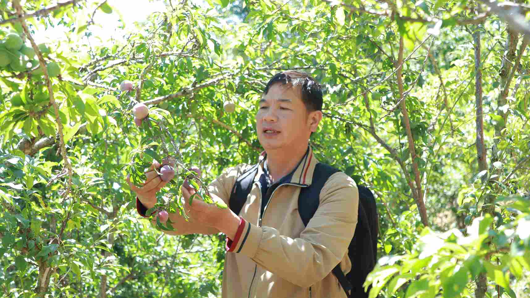 Visitors visit the Tam Hoa plum garden of Mr. Phu's family in Da Lat. Photo: Phuc Khanh