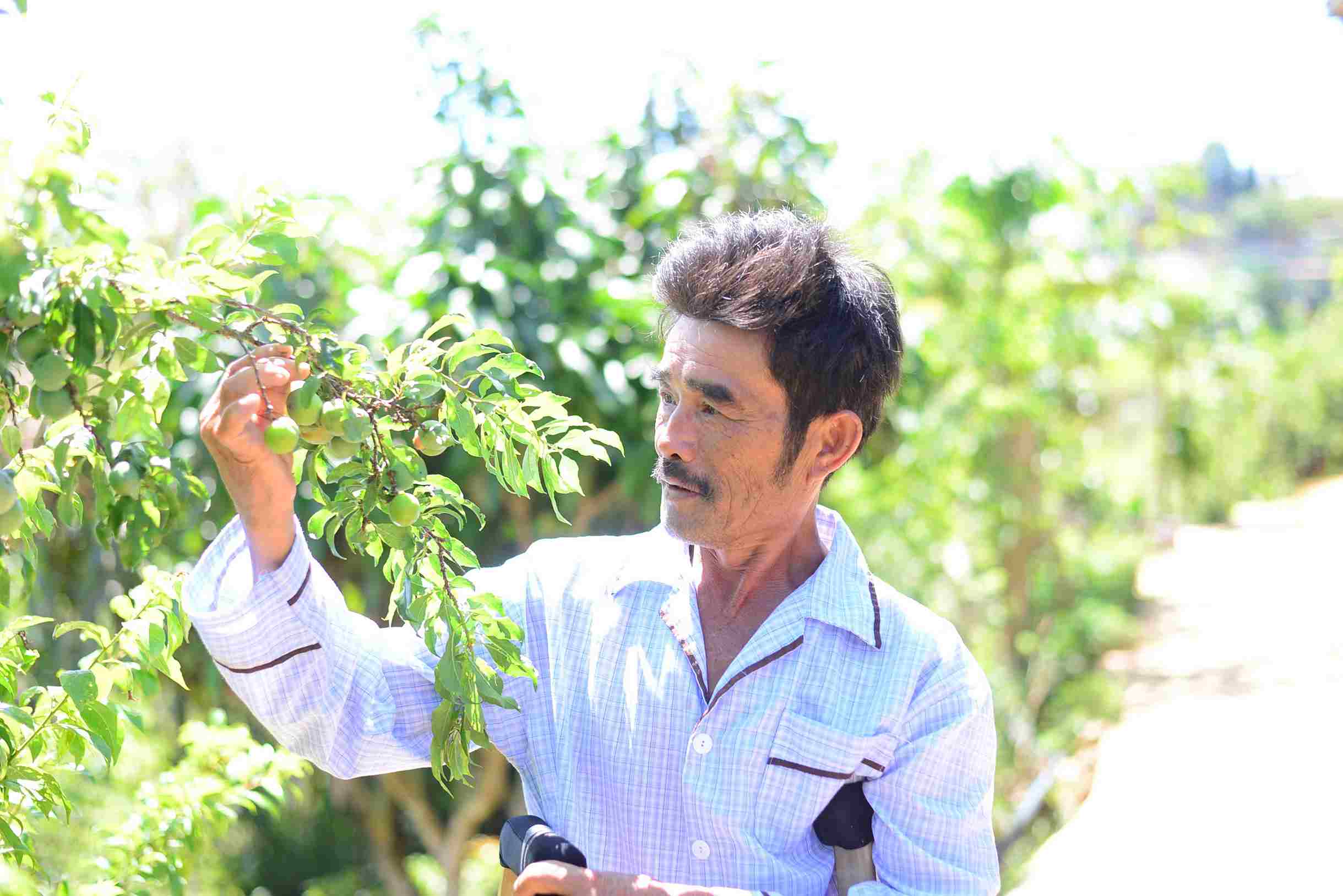 Ông Phú bên vườn mận tam hoa hàng chục năm tuổi. Ảnh: Phúc Khánh 