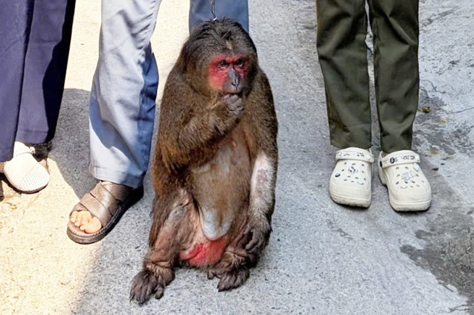 Functional agencies of Gia Lai province receive red-faced monkeys handed over by people. Photo: Police