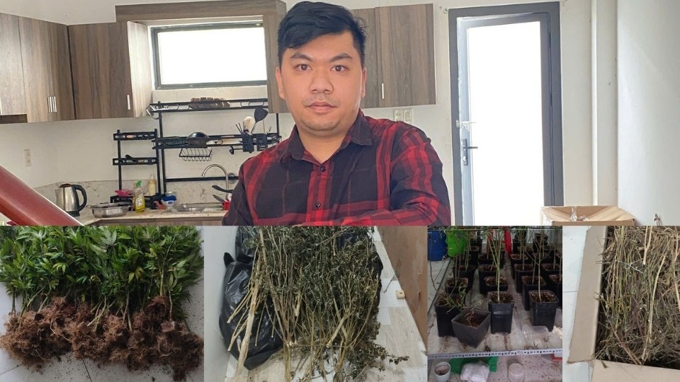 La agencia de policía descubrió cientos de plantas de cannabis cultivadas por Võ Minh Khoa en locales alquilados en el distrito de Sơn Đông. Foto: Policía de Vĩnh Long