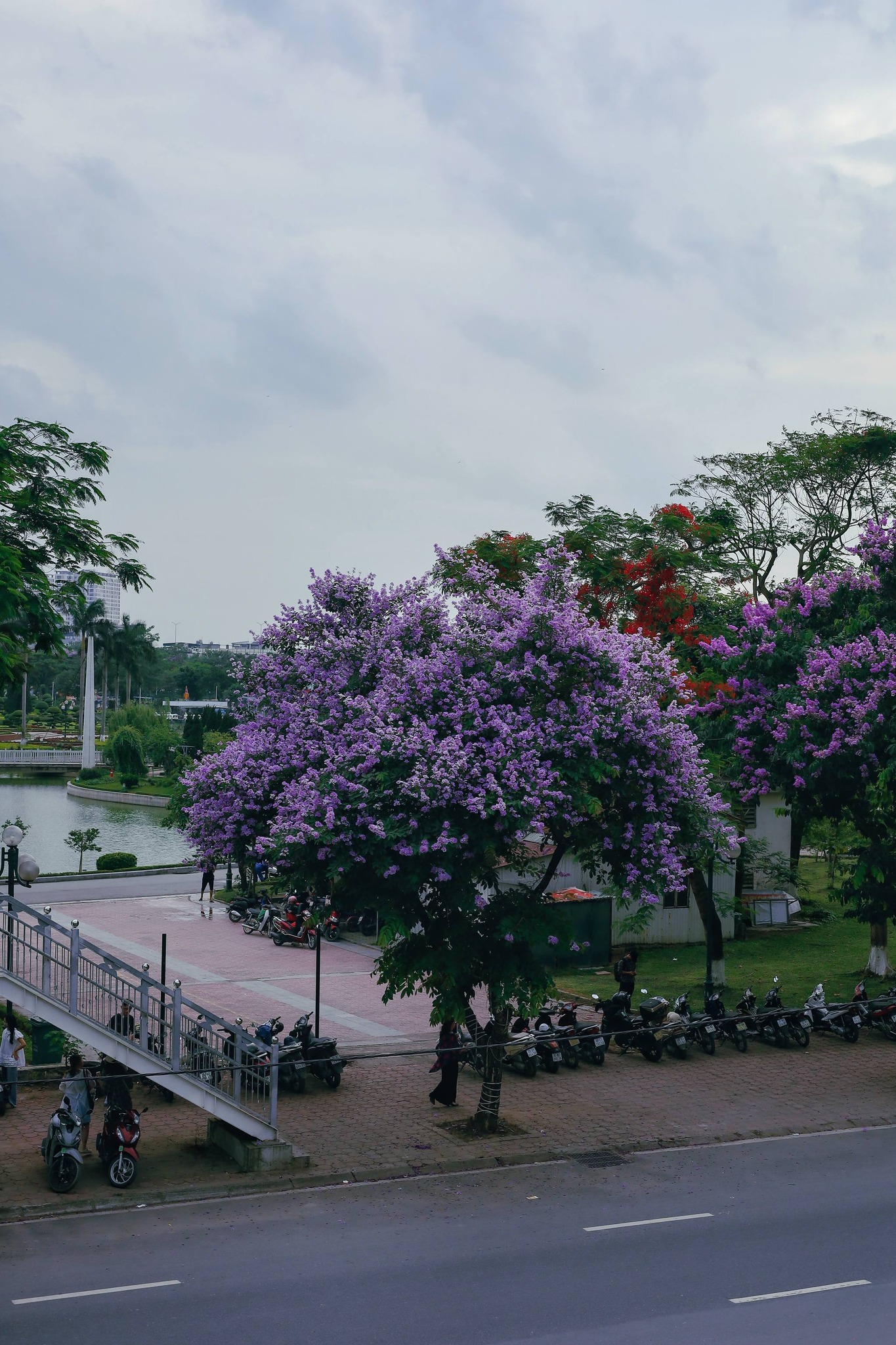 “Nếu muốn có những góc chụp đẹp, bạn nên tìm đến các công viên hoặc khu vực gần cầu vượt. Ví dụ như đoạn cầu vượt ở đường Đỗ Nhuận, tán hoa sẽ ngang với tầm mắt, không gian lại rộng rãi giúp dễ dàng có nhiều bức hình đẹp với hoa”, anh Tú nói.