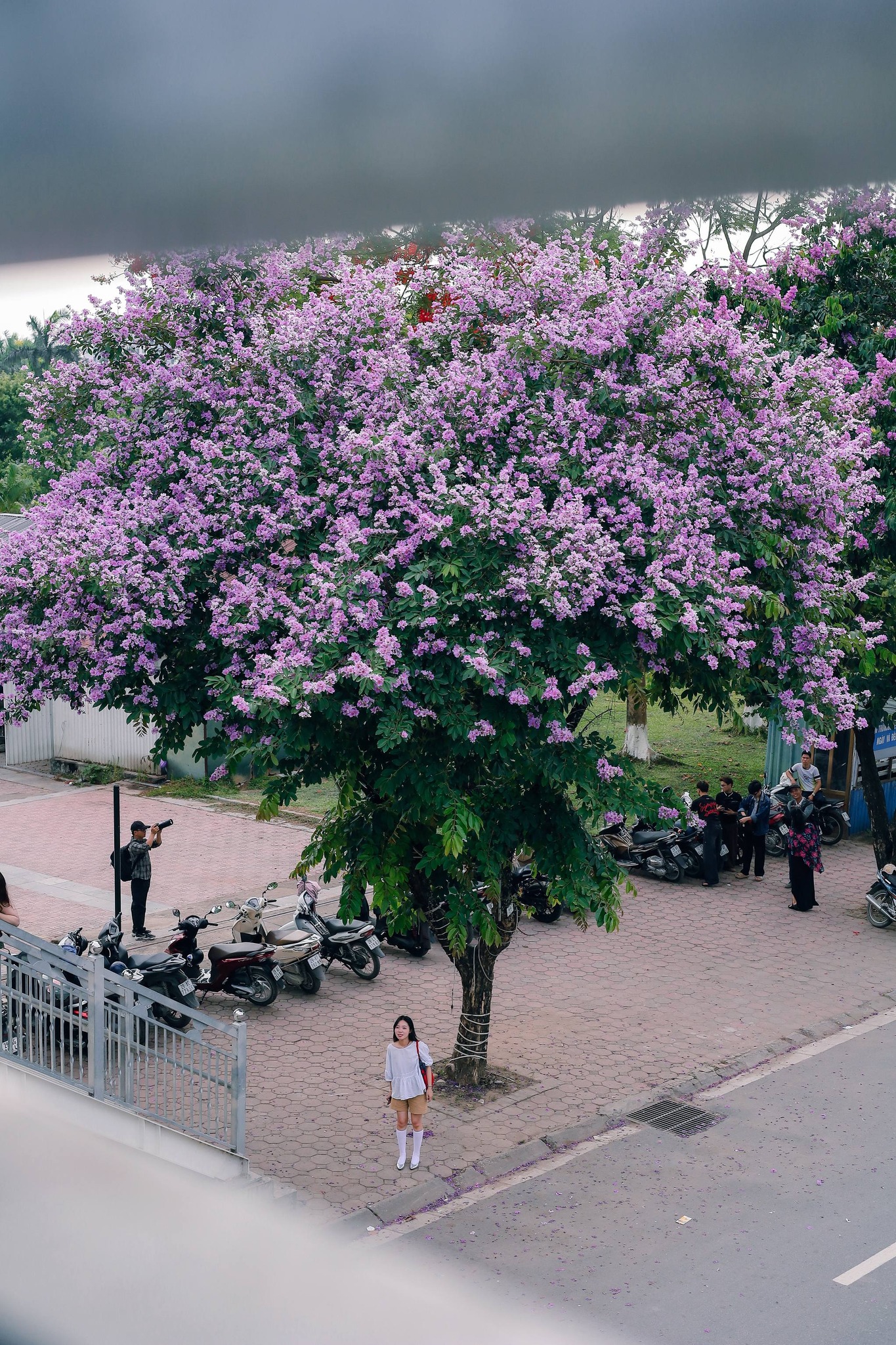 Anh Phạm Tú, một người dân sinh sống tại Hà Nội, vừa cùng bạn thực hiện bộ ảnh kỷ niệm với hoa bằng lăng tại khu vực đường Đỗ Nhuận gần Công viên Hòa Bình. Anh cho biết năm nay bằng lăng nở dày, tạo hiệu ứng thị giác ấn tượng hơn hẳn những năm trước.