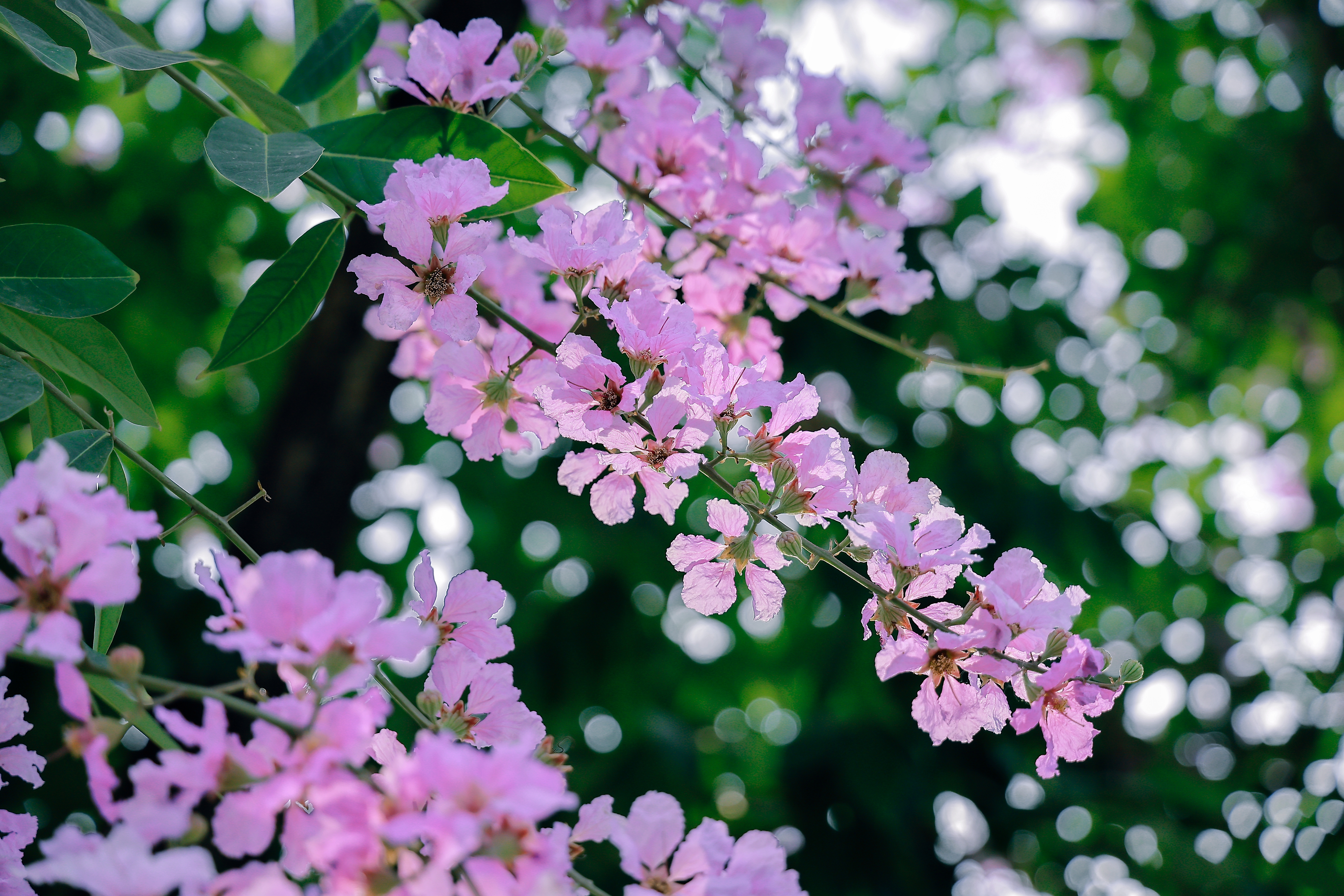 Hoa bằng lăng có nguồn gốc từ Ấn Độ, tên khoa học là Lagerstroemia speciosa. Tại Việt Nam, loài cây này từ lâu gắn với ký ức tuổi học trò, mùa chia tay và mùa tốt nghiệp. Hoa thường nở từ đầu tháng 5 đến cuối tháng 6, nhưng thời gian đẹp nhất chỉ kéo dài khoảng vài tuần.