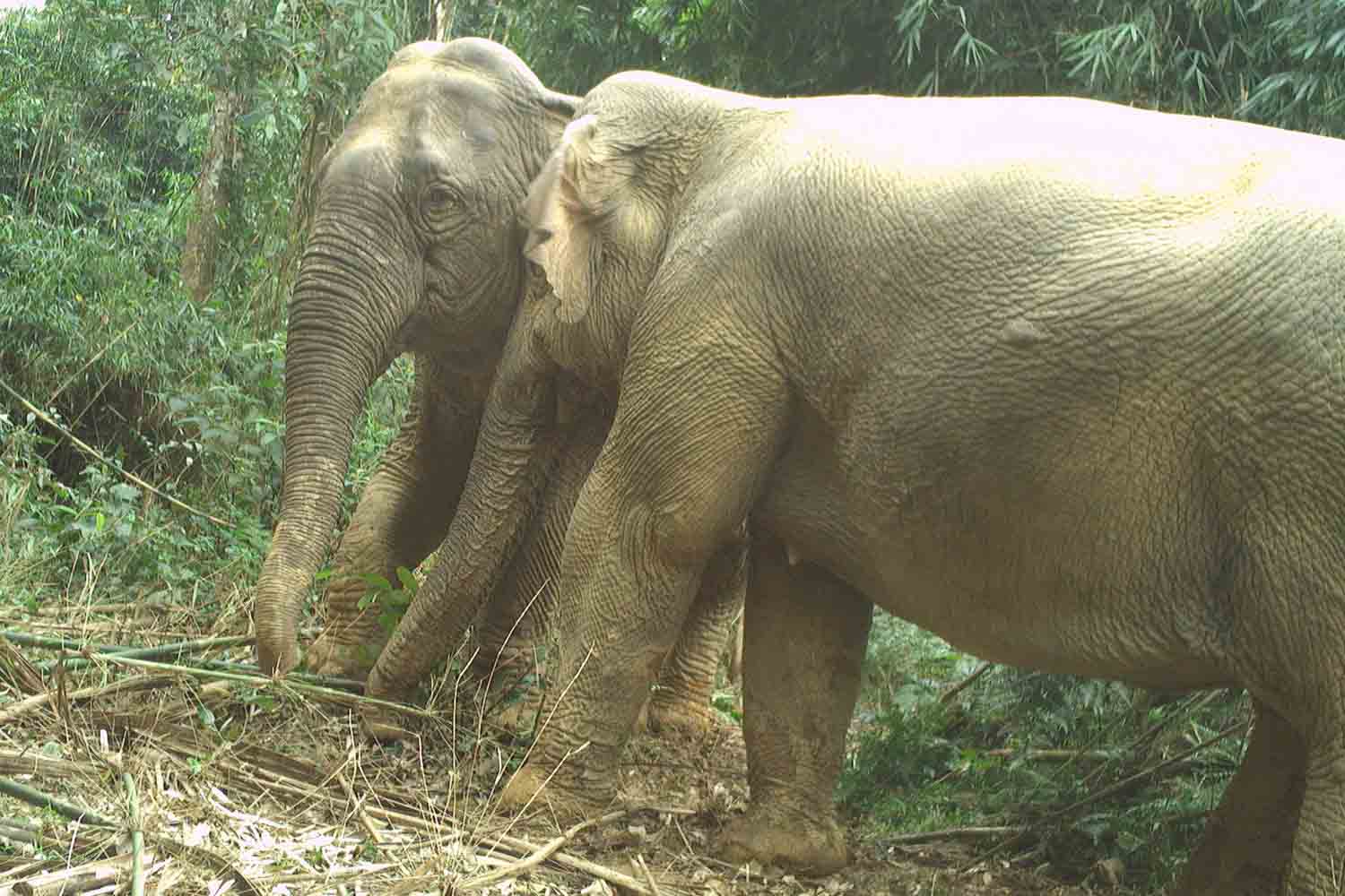 2 elefantes asiáticos previamente descubiertos en el Parque Nacional Vũ Quang. Foto: Vũ Quang