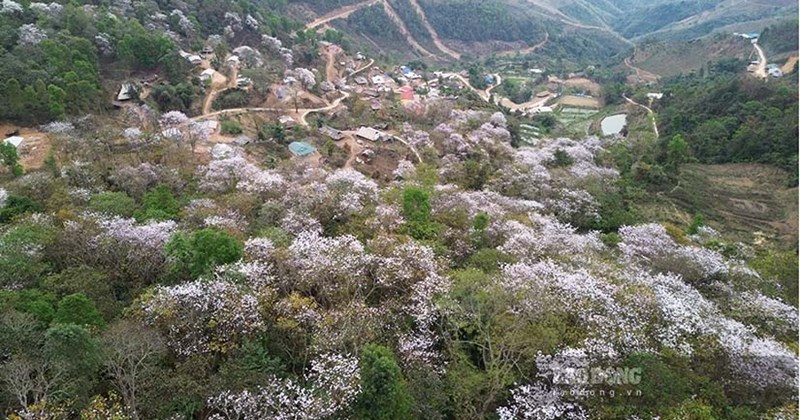 Điện Biên xử lý hơn 43 tỷ đồng phí dịch vụ môi trường rừng