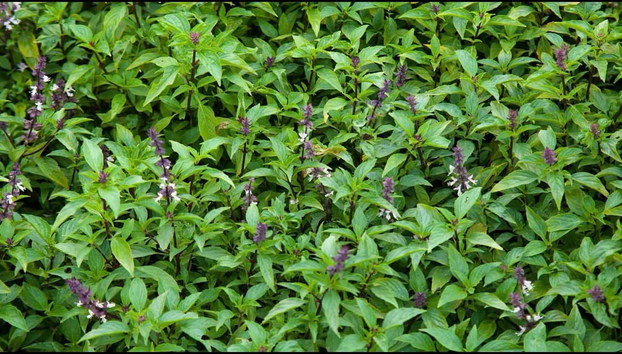Basil is a spice vegetable rich in antioxidant compounds and has many nutritional benefits if used properly. Photo: Quang Minh.
