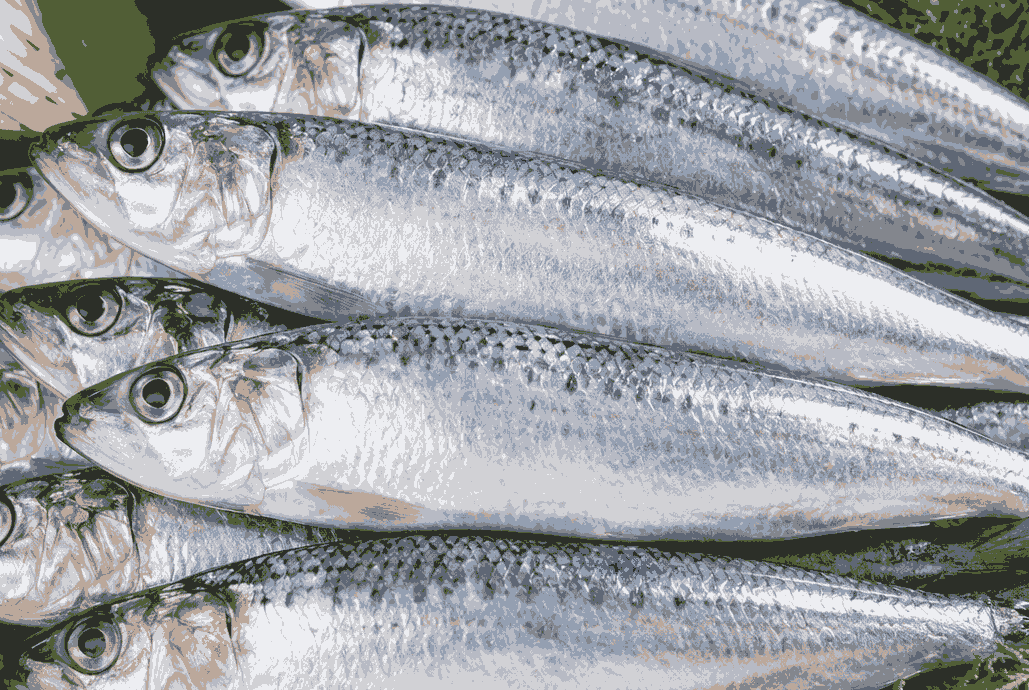 Sardines are rich in omega-3, calcium, good for health and easy to prepare. Graphic photo: Quang Minh.