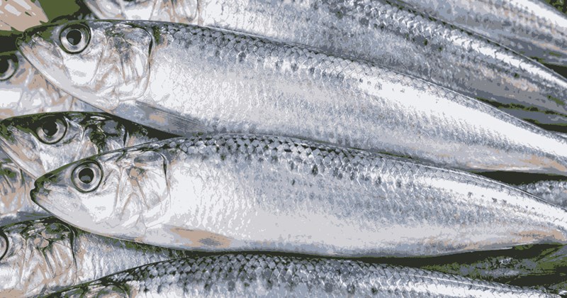 Cá giàu omega-3, canxi, dễ chế biến