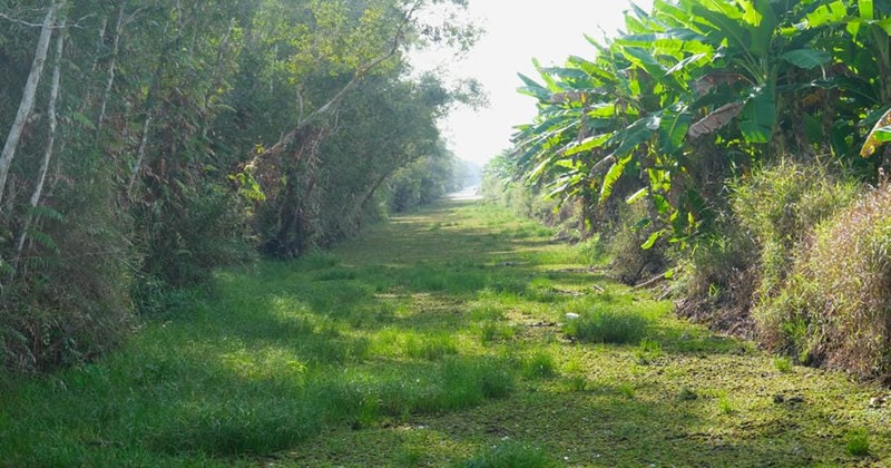 U Minh Hạ: Hương rừng đánh thức vùng đất ngập lũ