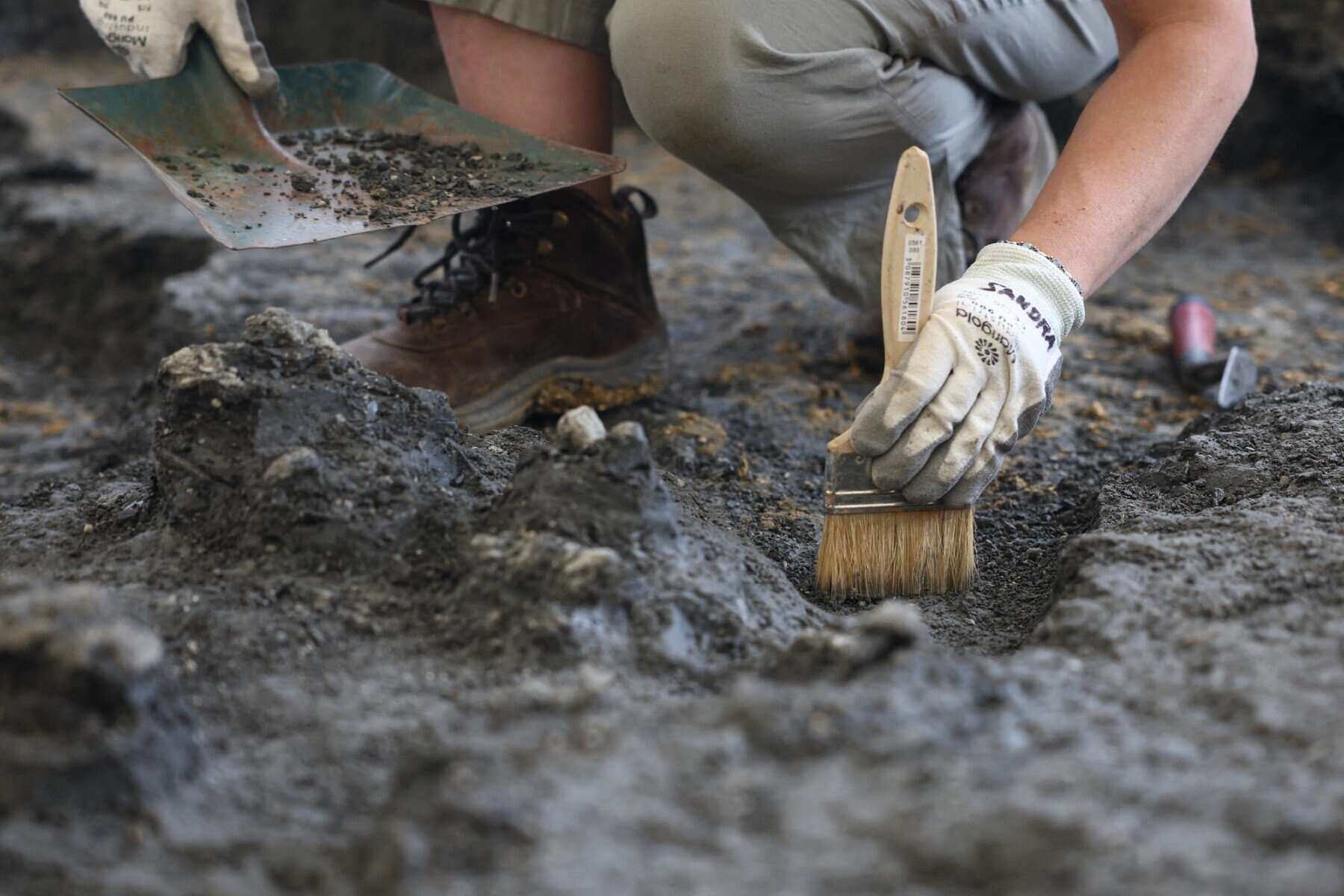 A new discovery has revealed Nagatitan, a giant dinosaur that once lived in Thailand. Photo: AFP