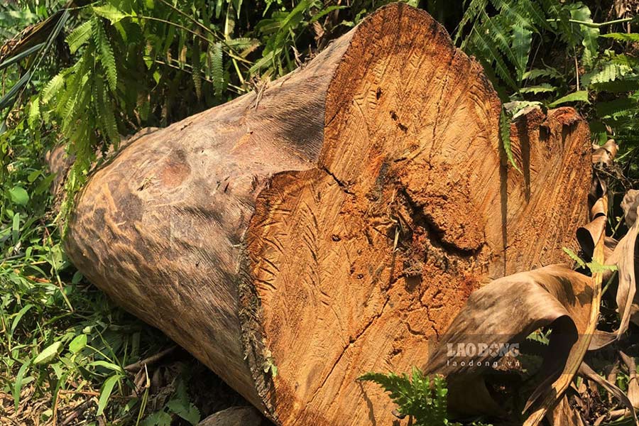 Fines for violations of regulations on dossiers and procedures for exploiting forest products of legal origin