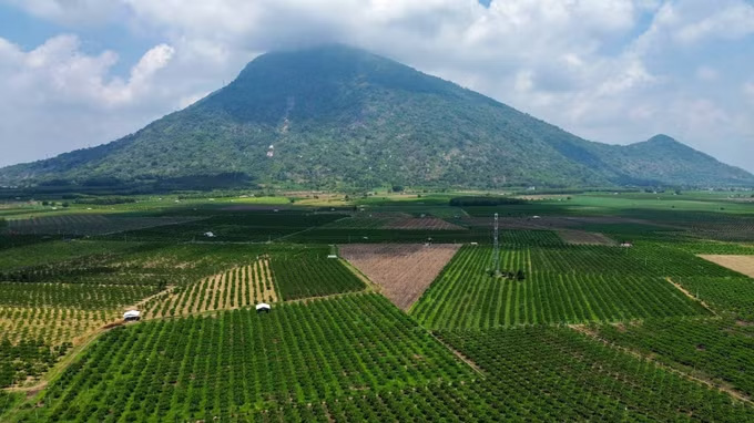 Những khu vườn trải rộng dưới chân núi Bà Đen không chỉ phát triển kinh tế nông nghiệp mà còn mở ra hướng đi mới cho du lịch trải nghiệm tại Tây Ninh. Ảnh: Giang Phương/TTXVN