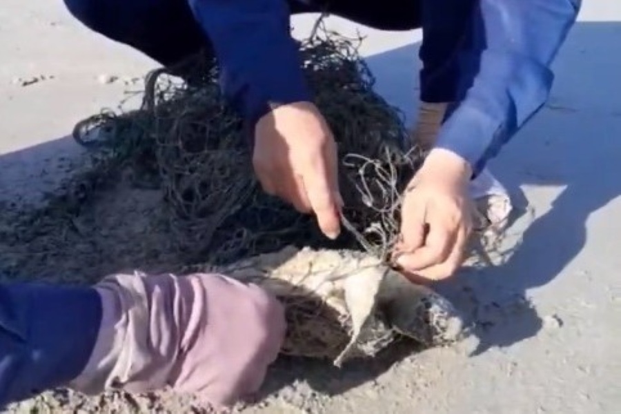 A sea turtle caught in a floating net is rescued by environmental sanitation workers. Photo: NDCC