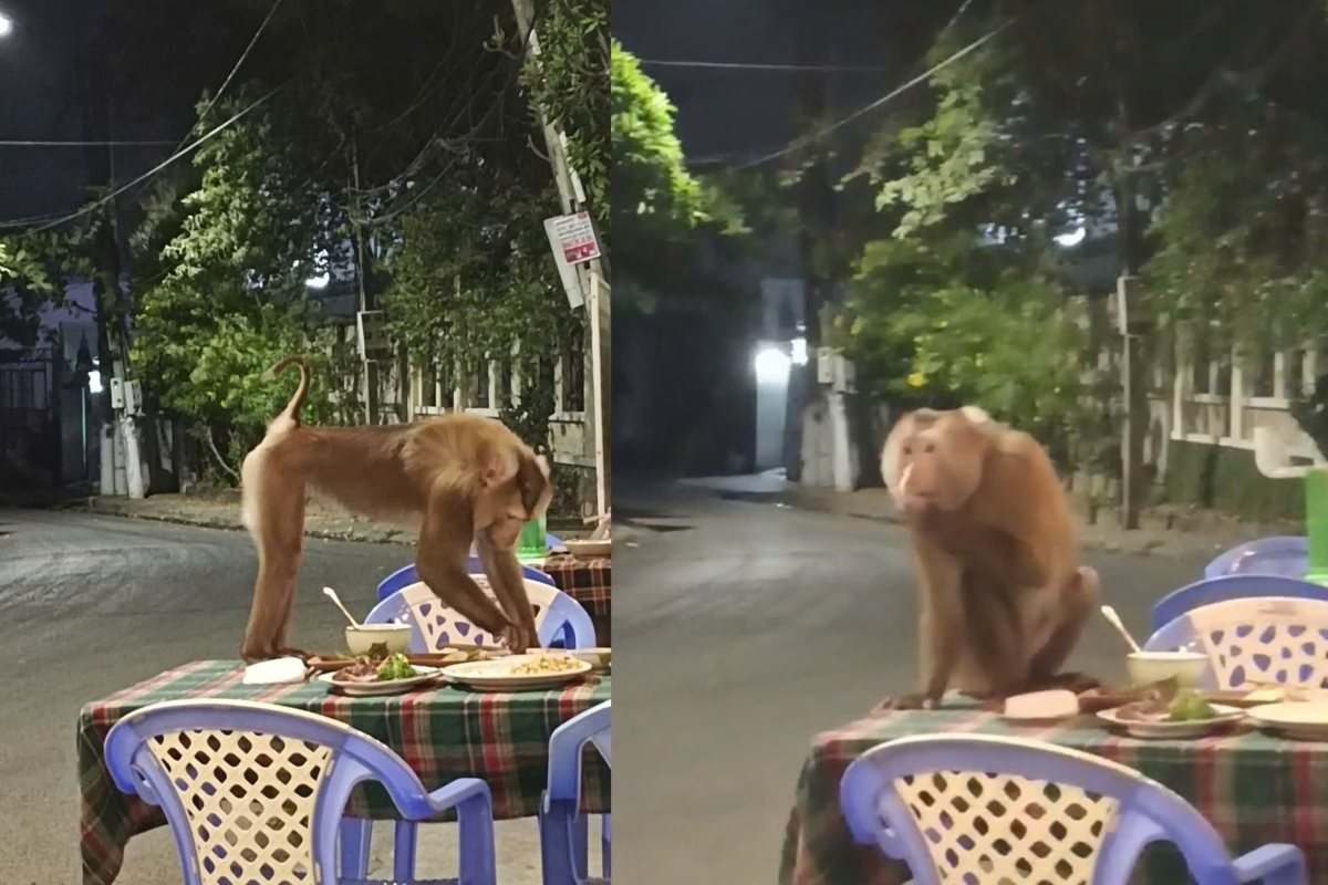 野生のサルが夜に餌を探すために店のテーブルに飛び乗る。写真:NVCC