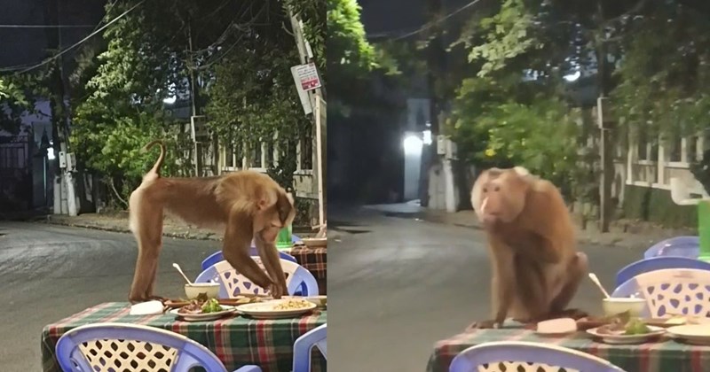 Khỉ hoang tấn công người ở Vũng Tàu, tái hiện cảnh gây rối
