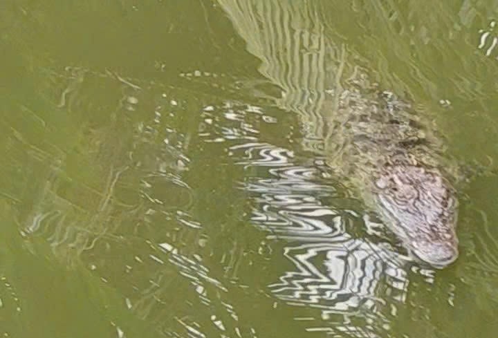 The object floating on the pond was considered a crocodile by people in Tan Loc commune, Ca Mau, so they reported it to the authorities. Photo: People provided.