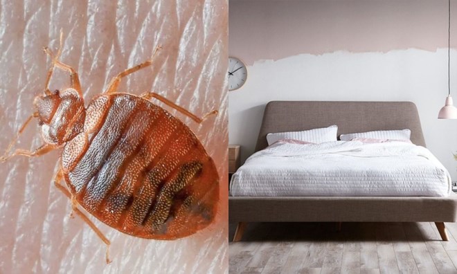 Bed bugs not only cause itching and insomnia but can also spread very quickly in the house. Photo: Thuy Duong
