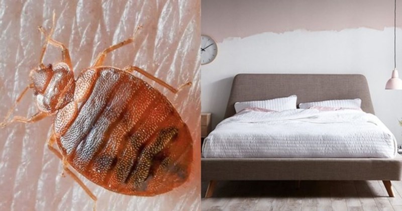 Cách diệt rệp giường hiệu quả bằng phương pháp tự nhiên