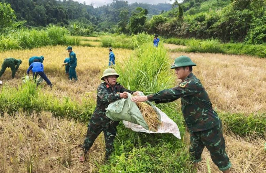 Soldiers harvest rice to help people. Photo: Xuan Dien