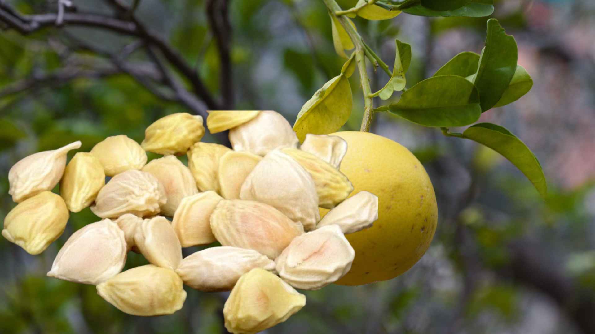 Grapefruit seeds and grapefruit seed essential oil are chosen by many people as a method to support natural hair loss reduction. Graphic photo: Huong Son
