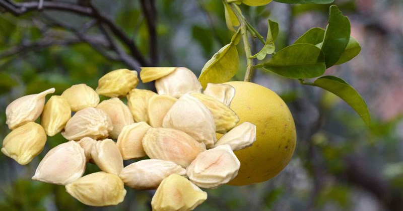 Cách dùng hạt bưởi ngăn rụng tóc