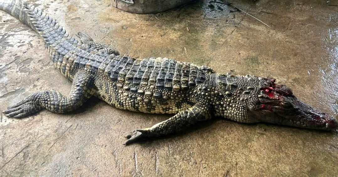 The government and people of Tan Loc commune, Ca Mau caught a crocodile in the pond. Photo: People provided.