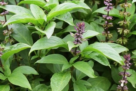 Eating basil every day, what happens to the body? Photo: Kieu Vu