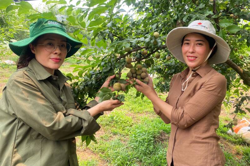 Hau plum of Huong Mo Green Agricultural Cooperative, Thanh Yen 1 village, Phieng Khoai commune, Son La province. Photo: Truong Son
