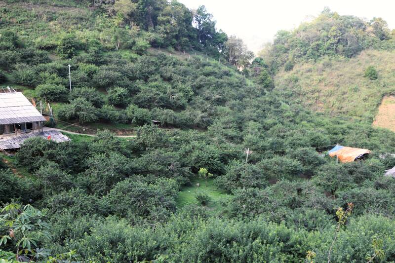Vùng trồng mận hậu bản Đan Đón, xã Phiêng Khoài, tỉnh Sơn La. Ảnh: Trường Sơn