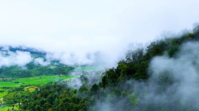 Những cánh rừng nguyên sinh ở Lào Cai đang được người dân bảo vệ. Ảnh: Nguyên Phong 