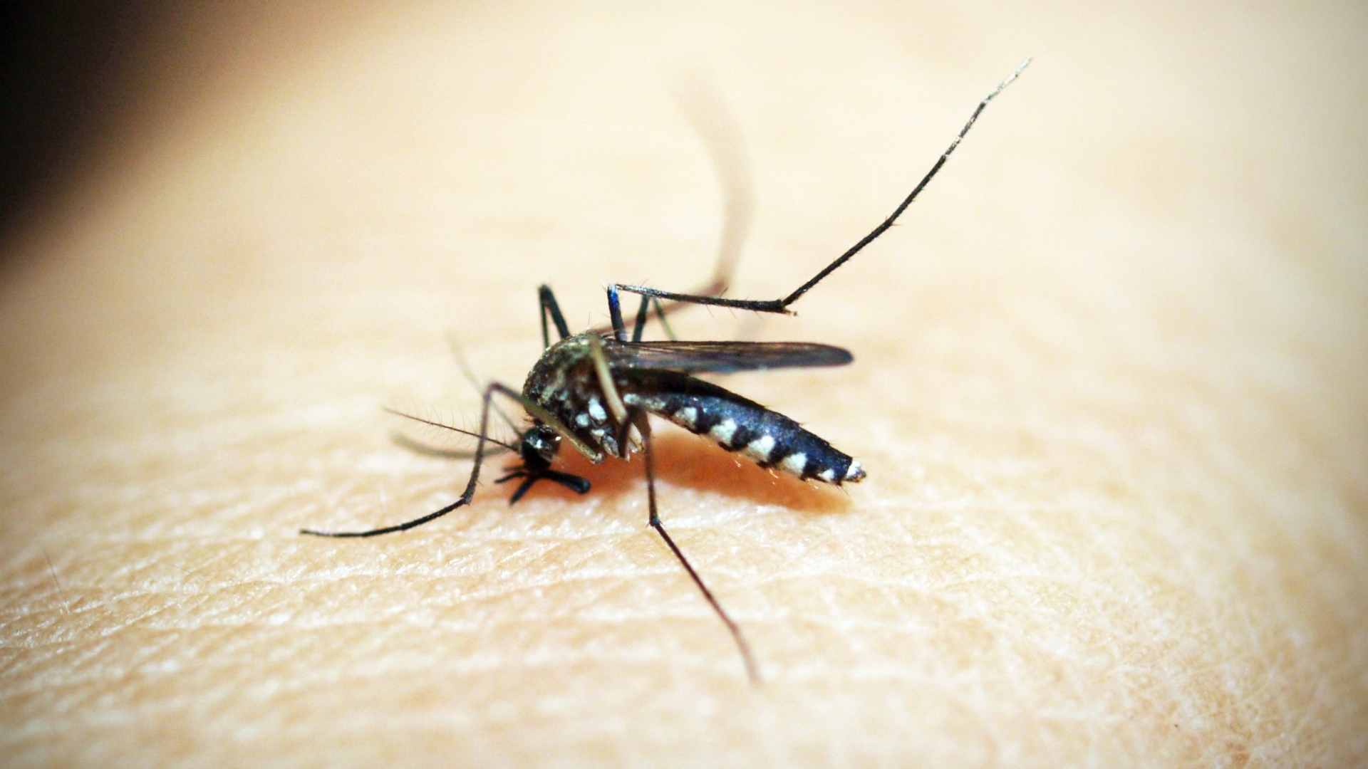 Cambios simples en la casa para repeler mosquitos de manera efectiva
