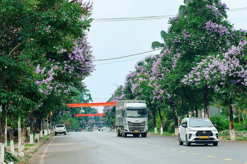 Hoa bằng lăng nở rộ dọc các tuyến phố trung tâm phường Mộc Châu, Sơn La. Ảnh: Bỉnh Khiêm